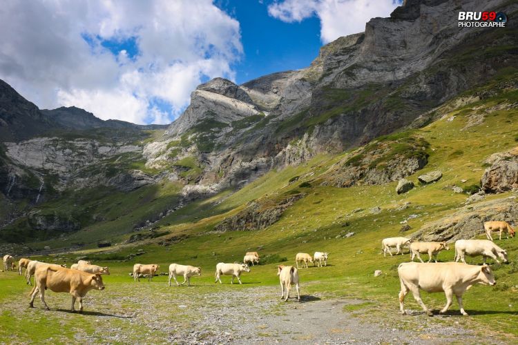 Wallpapers Animals Cows - Bulls - Beef Gavarnie Cirque de Troumouse - Vaches sur plateau