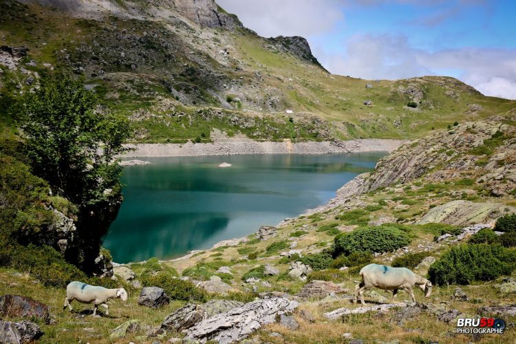 Wallpapers Nature Lakes - Ponds Lac des Gloriettes - Brebis