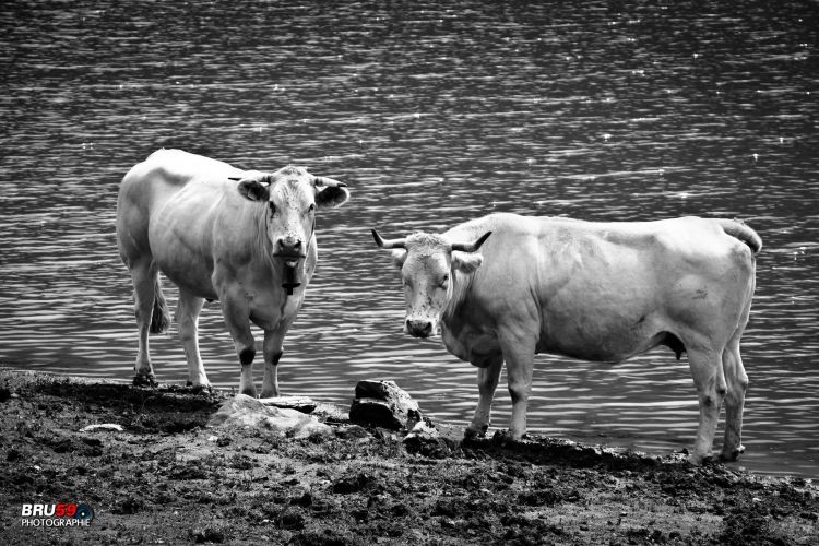 Fonds d'cran Animaux Vaches - Taureaux - Boeufs vaches inquiètes