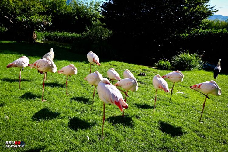 Wallpapers Animals Birds - Flamingos Les flamands roses dorment