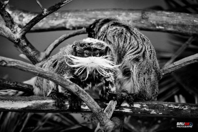 Fonds d'cran Animaux Singes Singe "Tamarin Empereur"