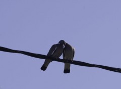  Animaux Couple de Pigeons