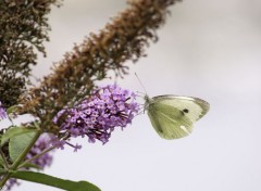  Animaux Papillion Groumand