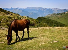  Animals Col du Hautacam - cheval