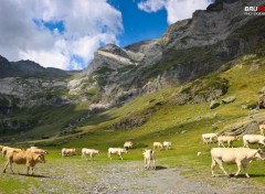  Animaux Gavarnie Cirque de Troumouse - Vaches sur plateau