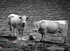  Animaux vaches inquiètes