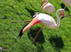  Animals Flamand rose qui s'étire