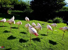  Animals Les flamands roses dorment