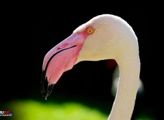  Animals Flamand rose de profil