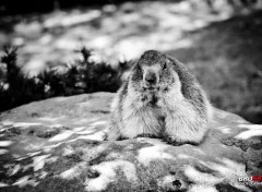  Animals marmotte