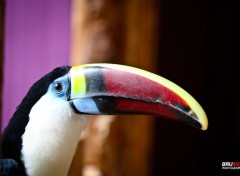  Animaux Toucan toco