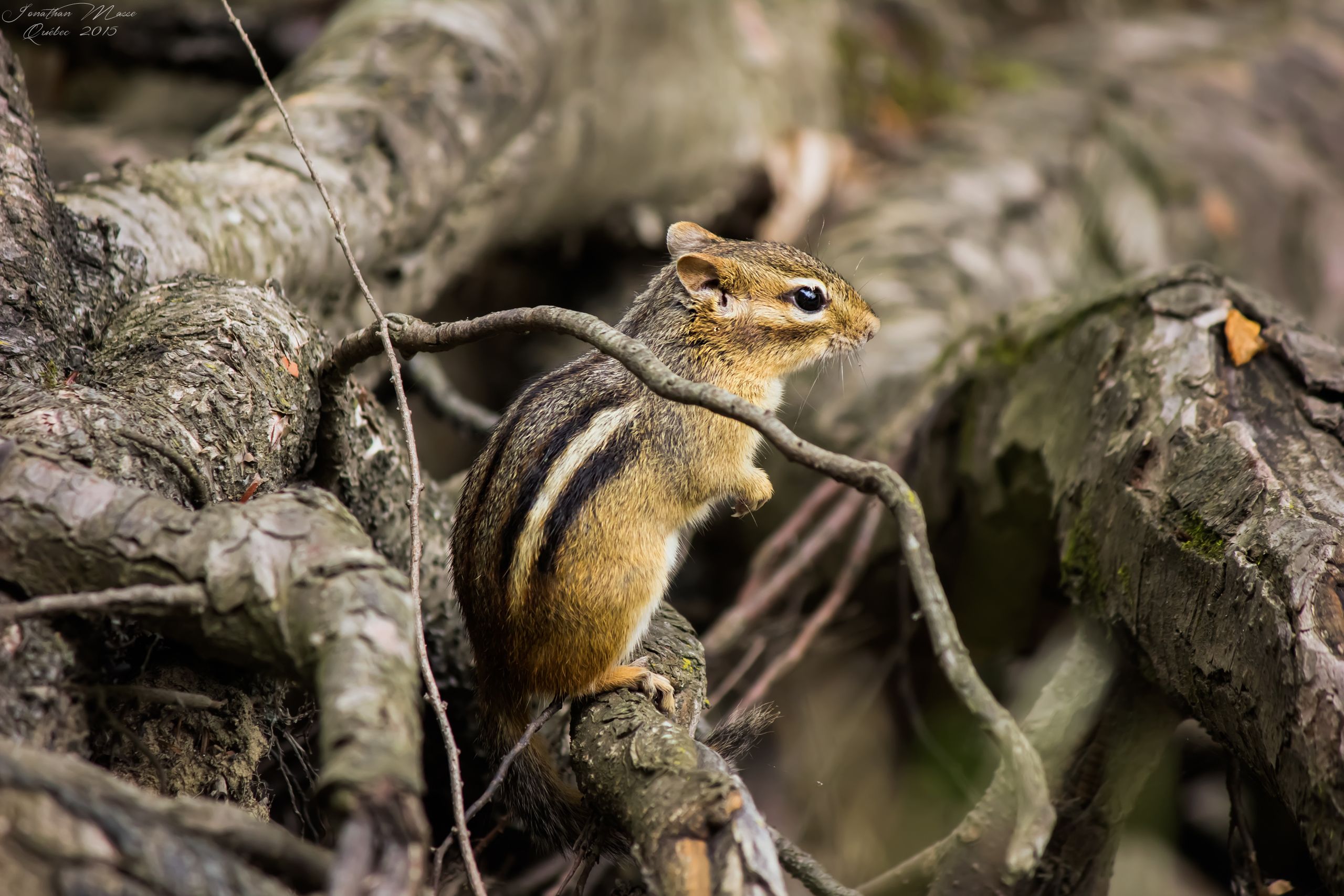 Wallpapers Animals Rodents - Misc Tamia ray