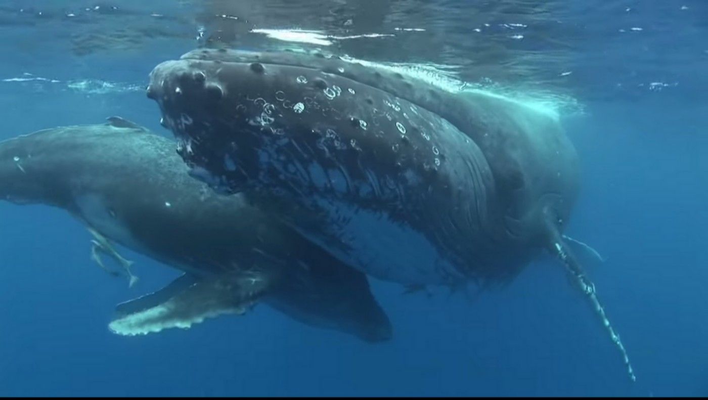 Fonds d'cran Animaux Vie marine - Baleines et Cachalots mssage de fraicheur marine