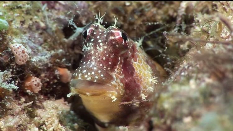 Fonds d'cran Animaux Vie marine - Poissons mssage de fraicheur marine