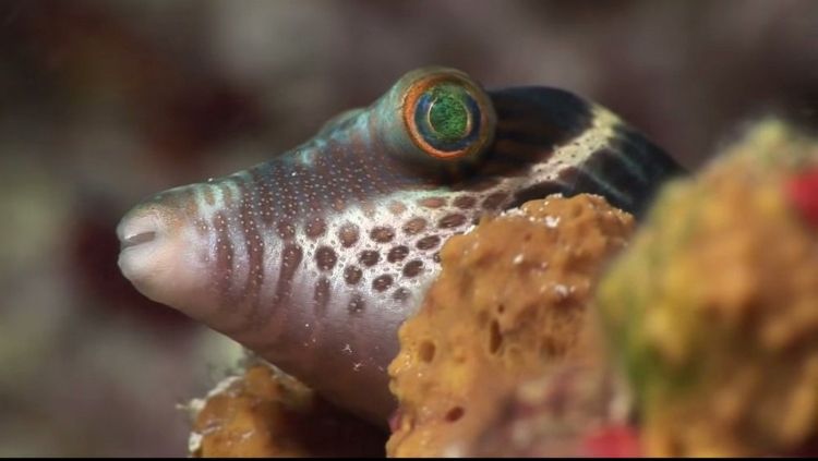 Fonds d'cran Animaux Vie marine - Poissons mssage de fraicheur marine