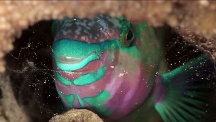 Fonds d'cran Animaux Vie marine - Poissons mssage de fraicheur marine