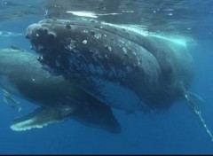  Animaux mssage de fraicheur marine