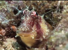  Animaux mssage de fraicheur marine