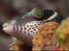  Animaux mssage de fraicheur marine