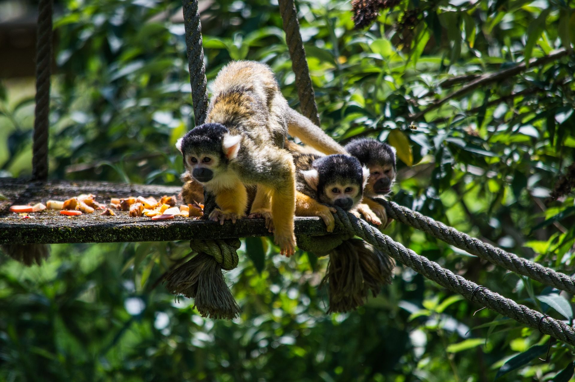 Fonds d'cran Animaux Singes 