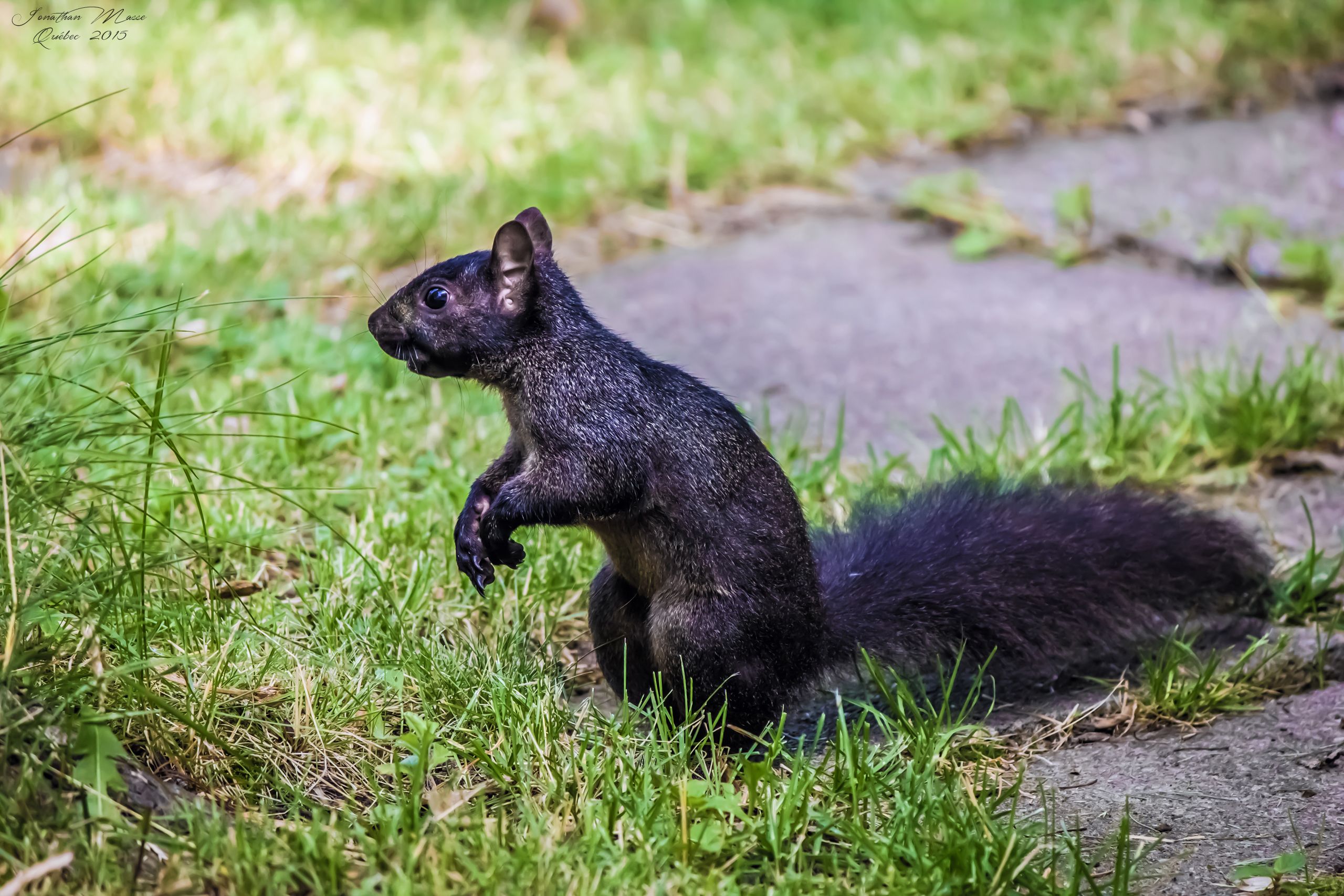 Fonds d'cran Animaux Rongeurs - Ecureuils Ecureuil noir