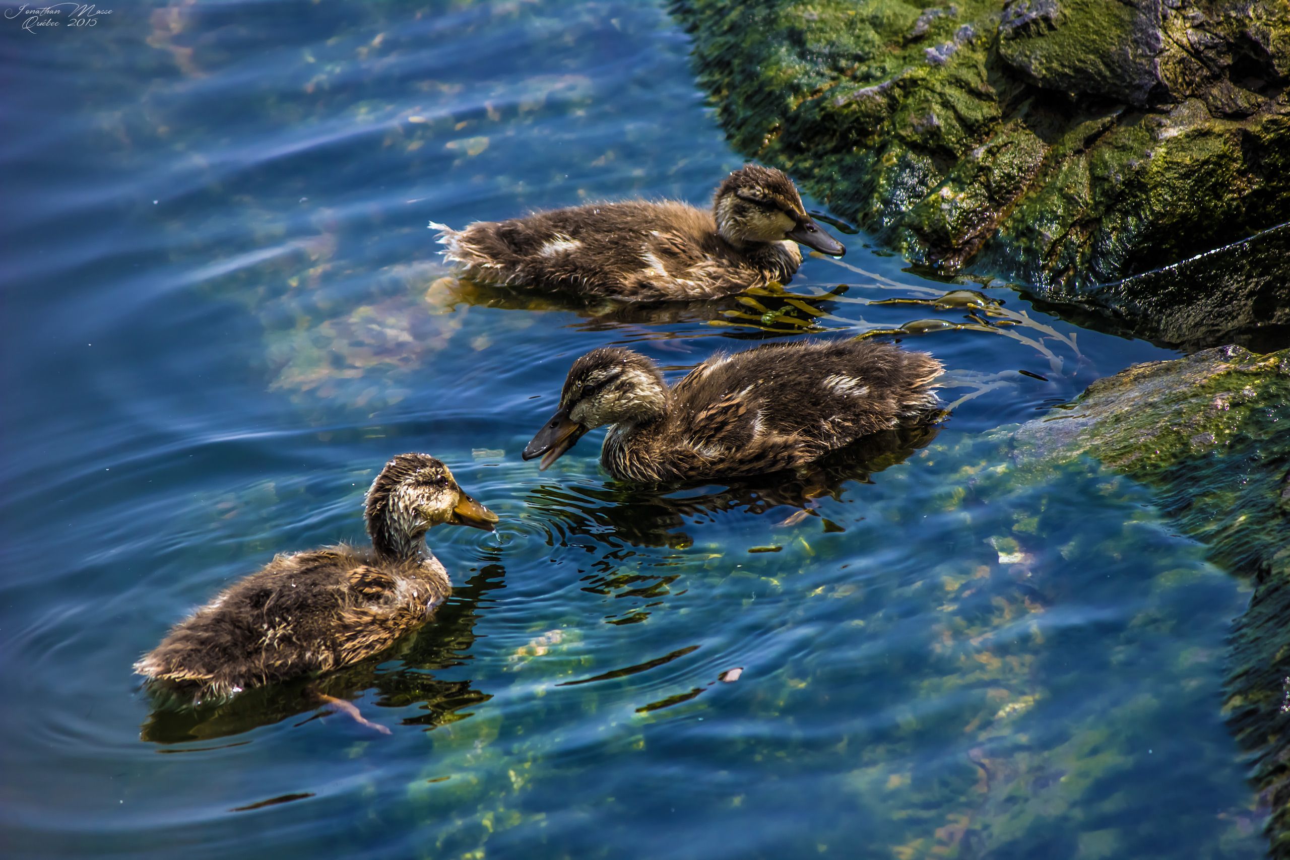 Wallpapers Animals Birds - Ducks Canards