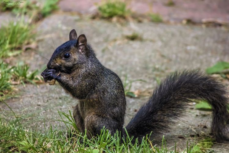 Fonds d'cran Animaux Rongeurs - Ecureuils Ecureuil noir