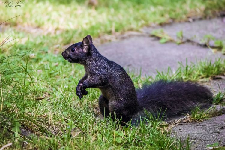 Fonds d'cran Animaux Rongeurs - Ecureuils Ecureuil noir