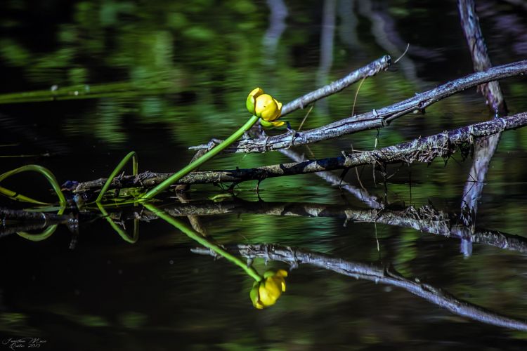 Fonds d'cran Nature Fleurs Mauricie (Québec)