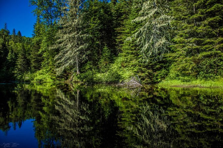 Fonds d'cran Nature Arbres - Forts Mauricie (Québec)