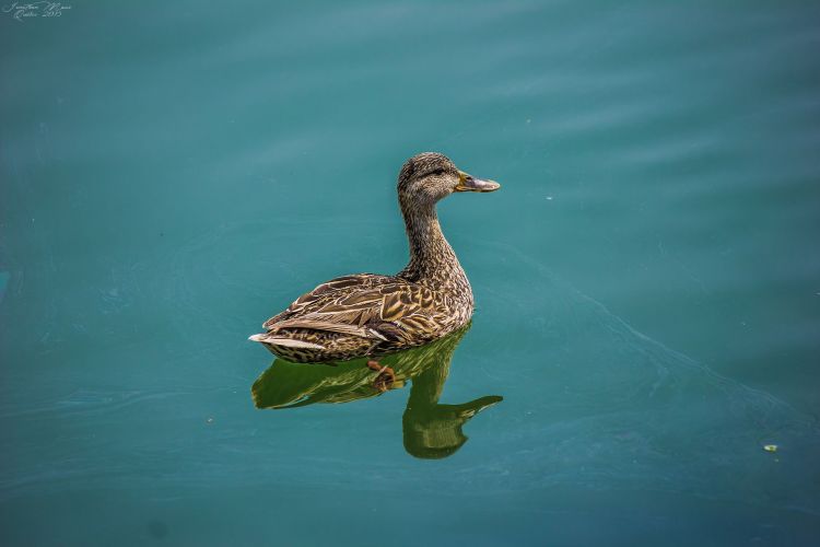 Wallpapers Animals Birds - Ducks Canards