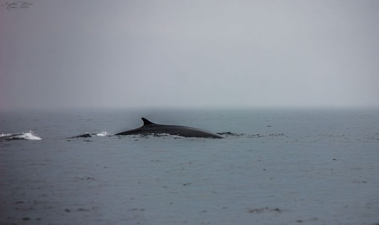 Fonds d'cran Animaux Vie marine - Baleines et Cachalots Rorqual commun