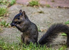  Animaux Ecureuil noir