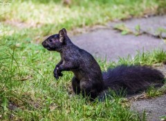  Animaux Ecureuil noir