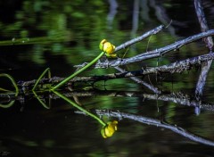  Nature Mauricie (Québec)