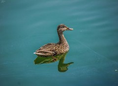  Animals Canards