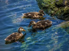  Animals Canards