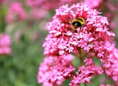  Animals abeille et fleur