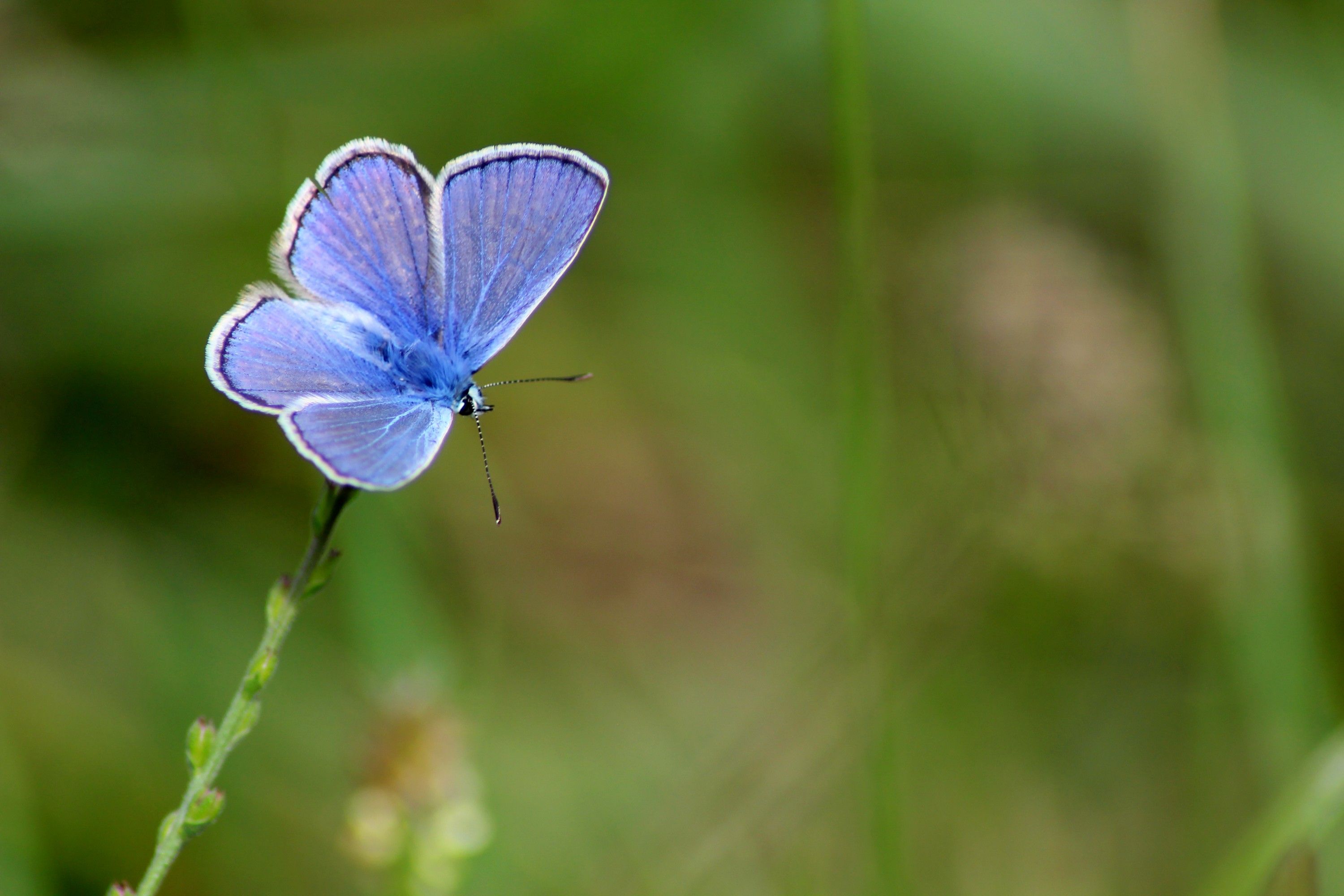 Fonds d'cran Animaux Insectes - Papillons Azuré bleu