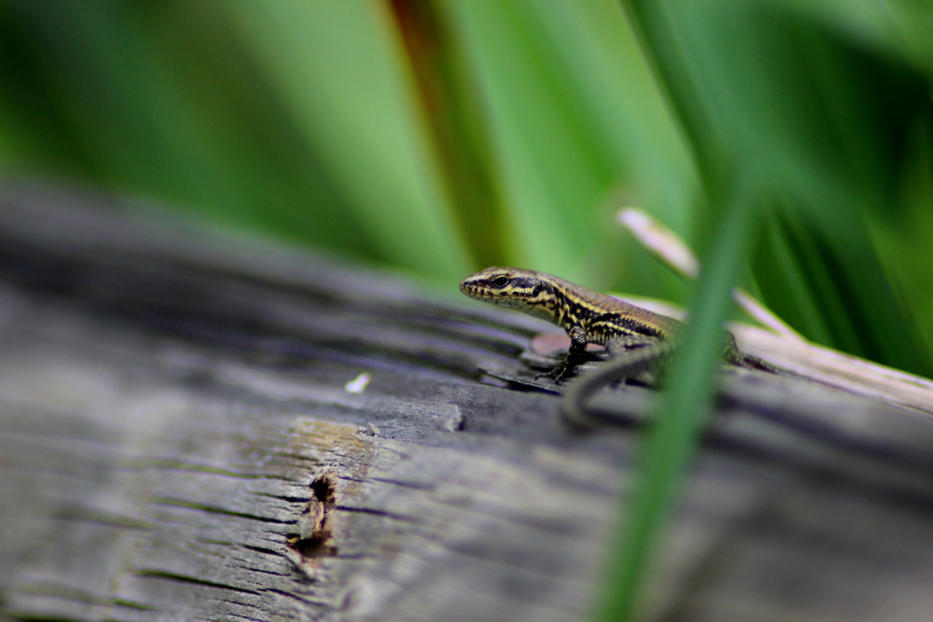 Fonds d'cran Animaux Lzards - Iguanes 