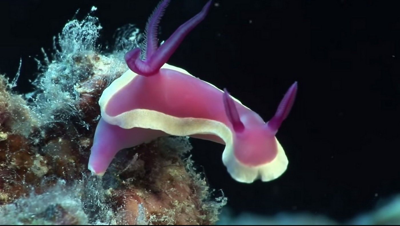 Fonds d'cran Animaux Vie marine - Divers message de fraicheur