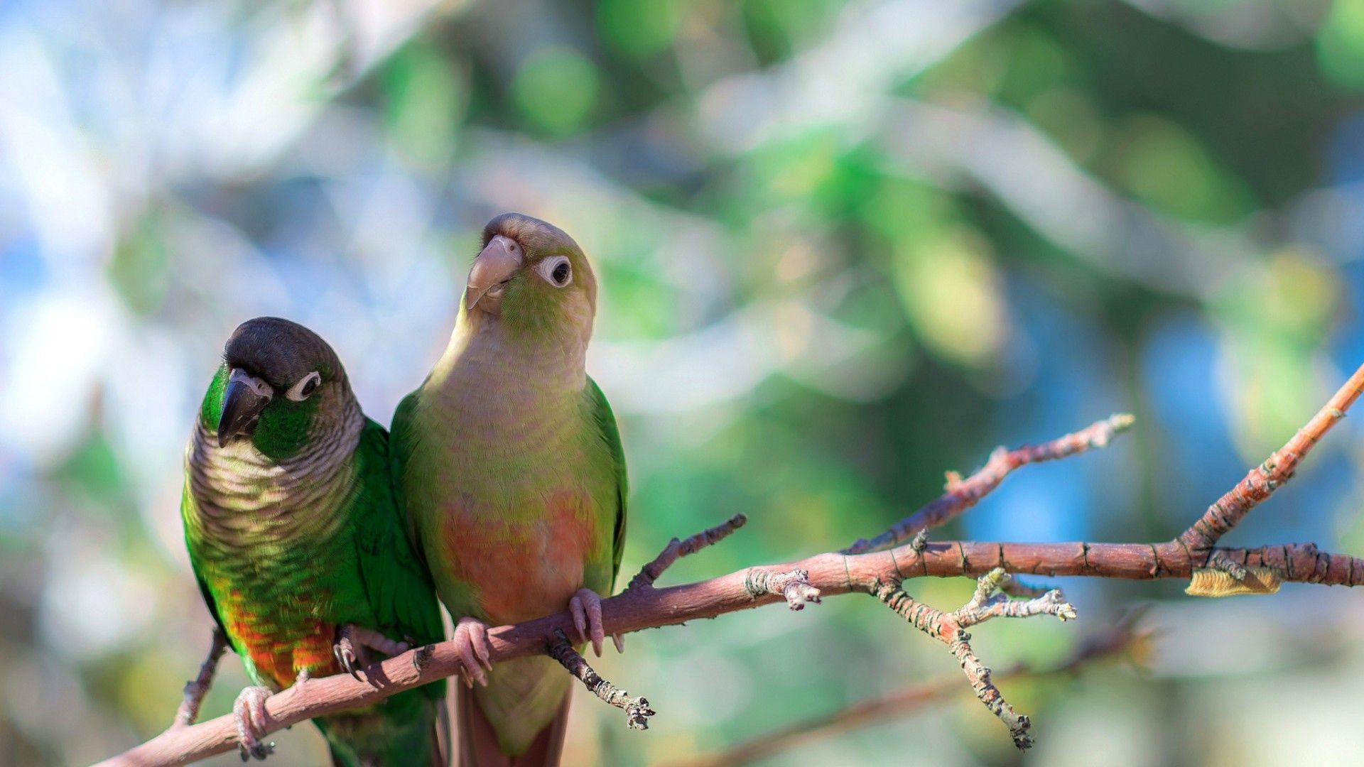 Wallpapers Animals Birds - Parrots 