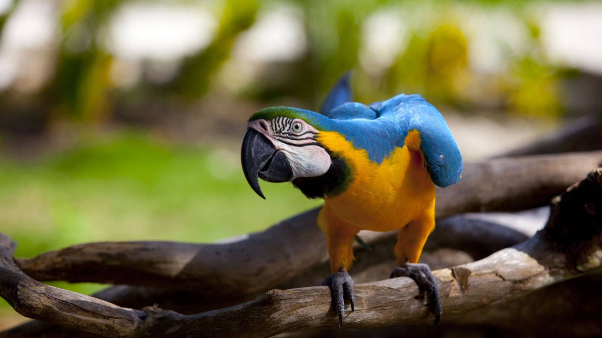 Fonds d'cran Animaux Oiseaux - Perroquets 