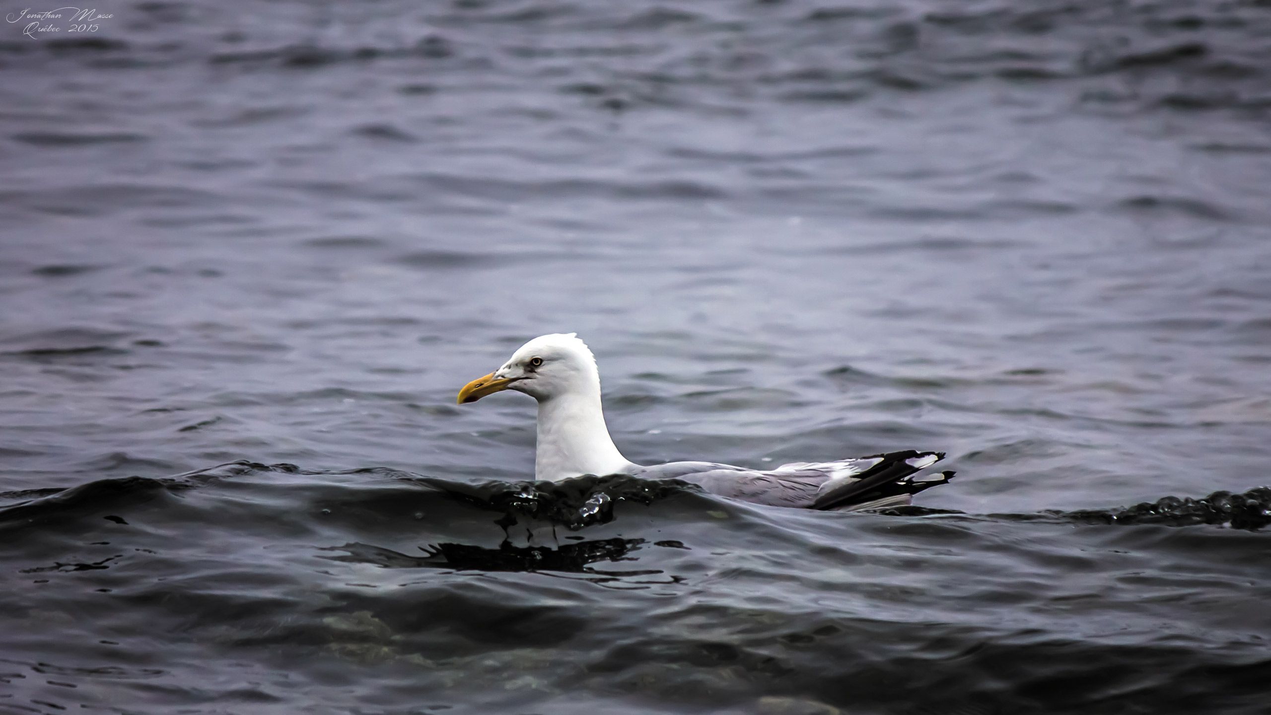 Fonds d'cran Animaux Oiseaux - Mouettes et Golands Mouette