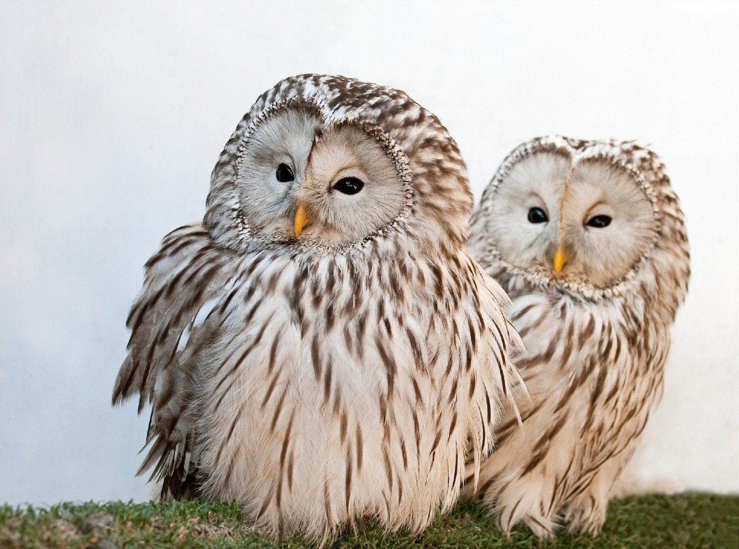 Fonds d'cran Animaux Oiseaux - Hiboux et Chouettes 