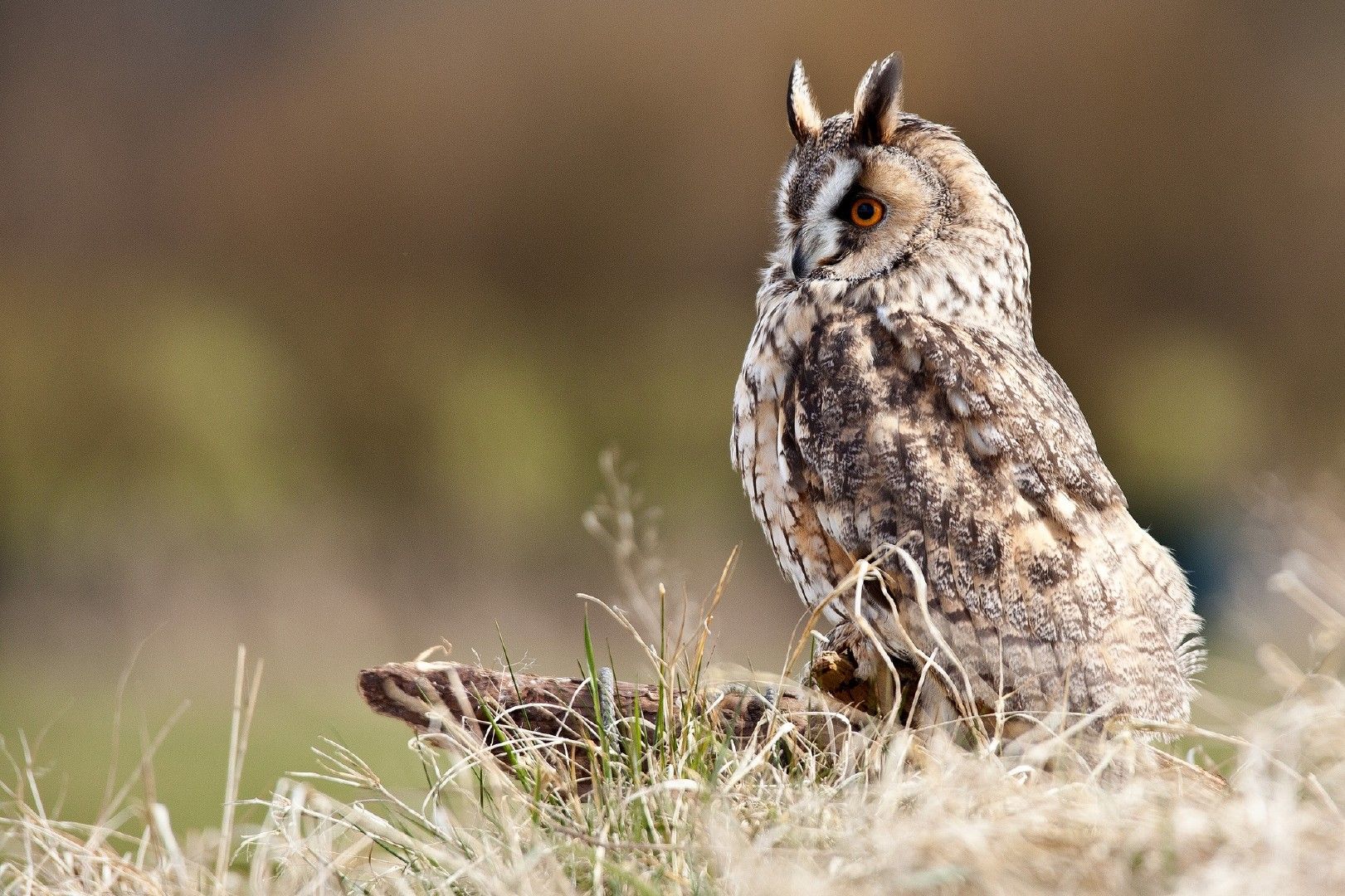 Fonds d'cran Animaux Oiseaux - Hiboux et Chouettes 