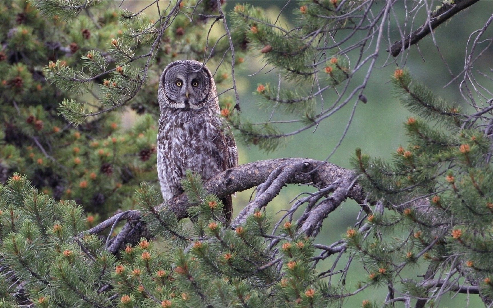 Fonds d'cran Animaux Oiseaux - Hiboux et Chouettes 