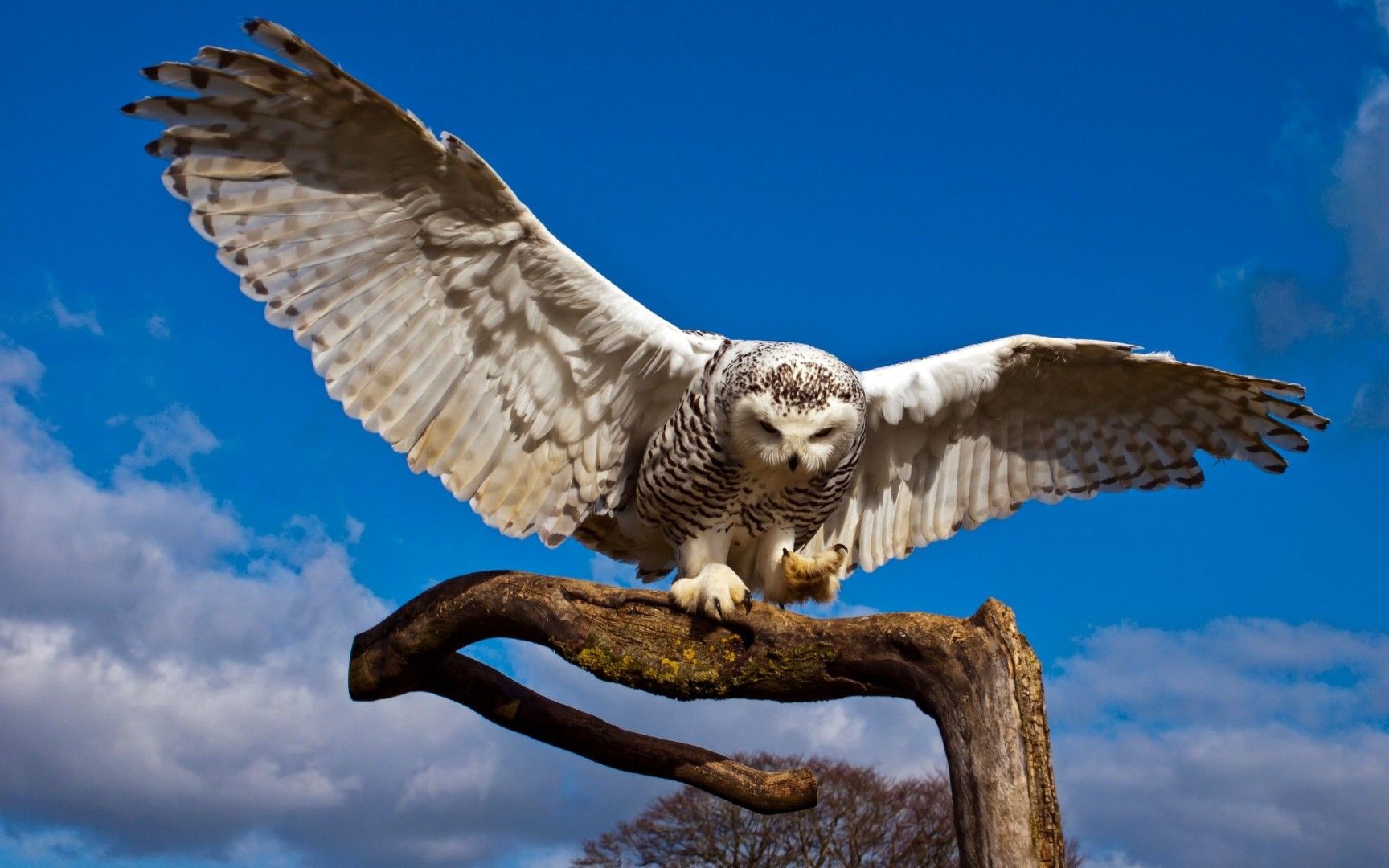 Fonds d'cran Animaux Oiseaux - Hiboux et Chouettes 