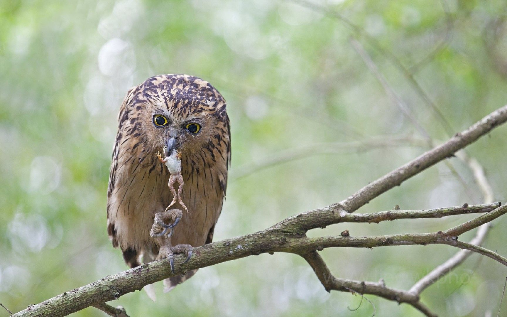 Fonds d'cran Animaux Oiseaux - Hiboux et Chouettes 