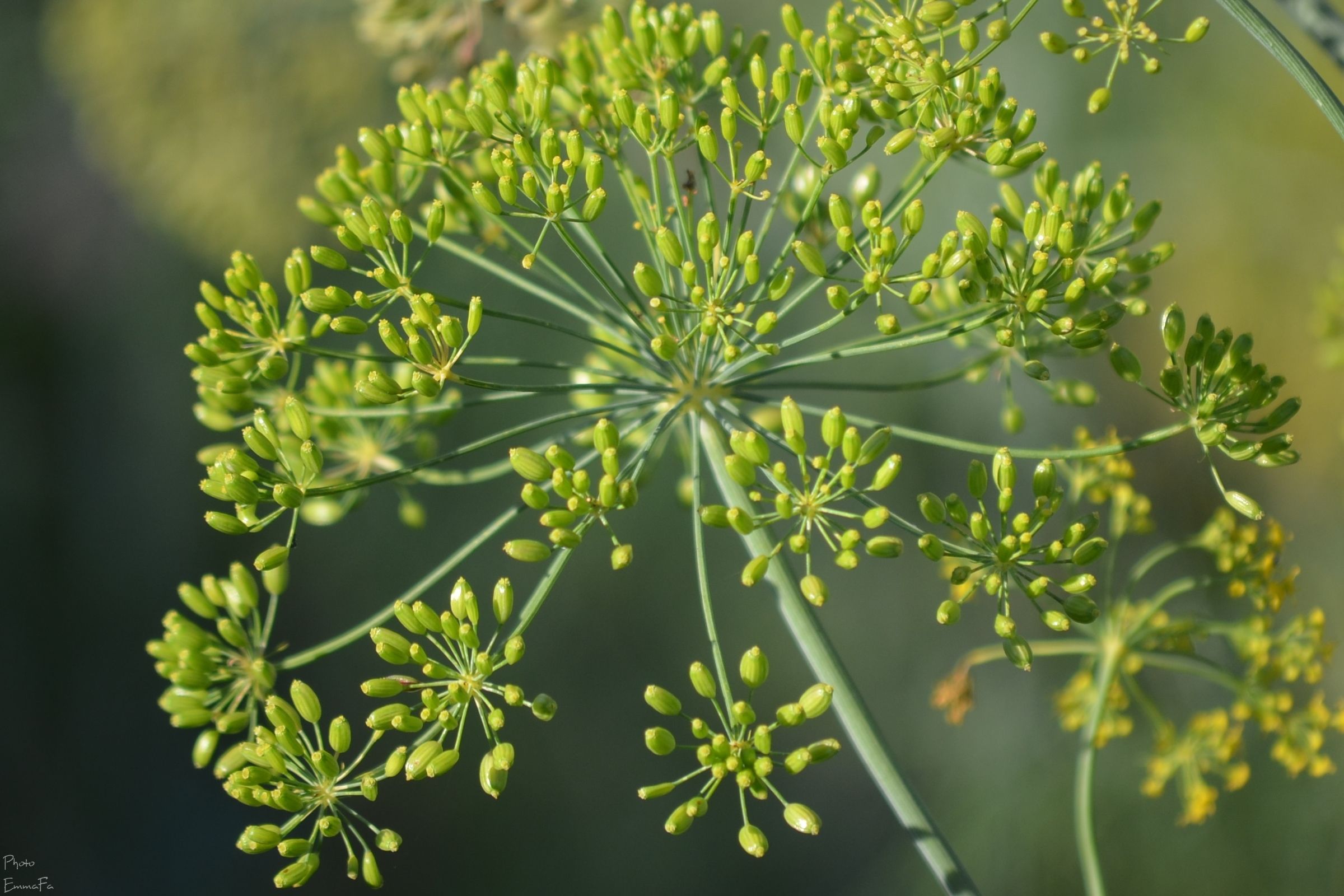 Wallpapers Nature Flowers Dans le jardin